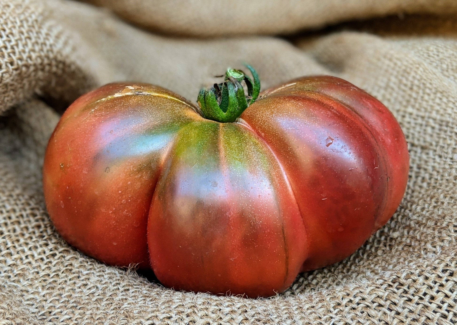 Cherokee Purple Tomato from MIgardener, showcasing ripe, dark purple heirloom tomato with green stems on a plant.