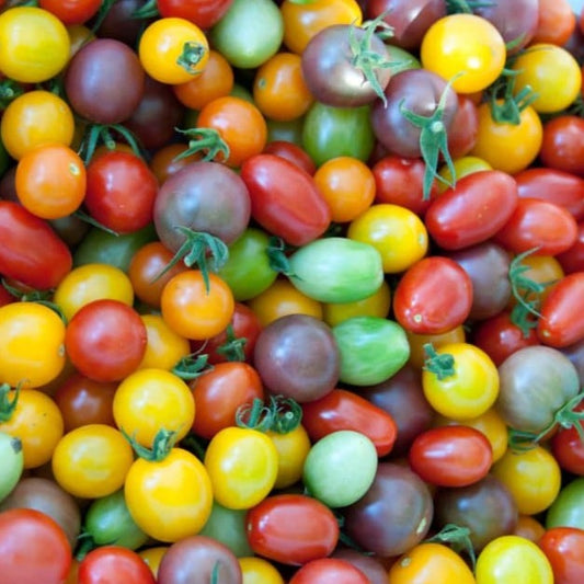 MiGardener Cherry-licious Mix Tomatoes, vibrant ripe cherry tomatoes in a container, showcasing fresh, colorful produce.