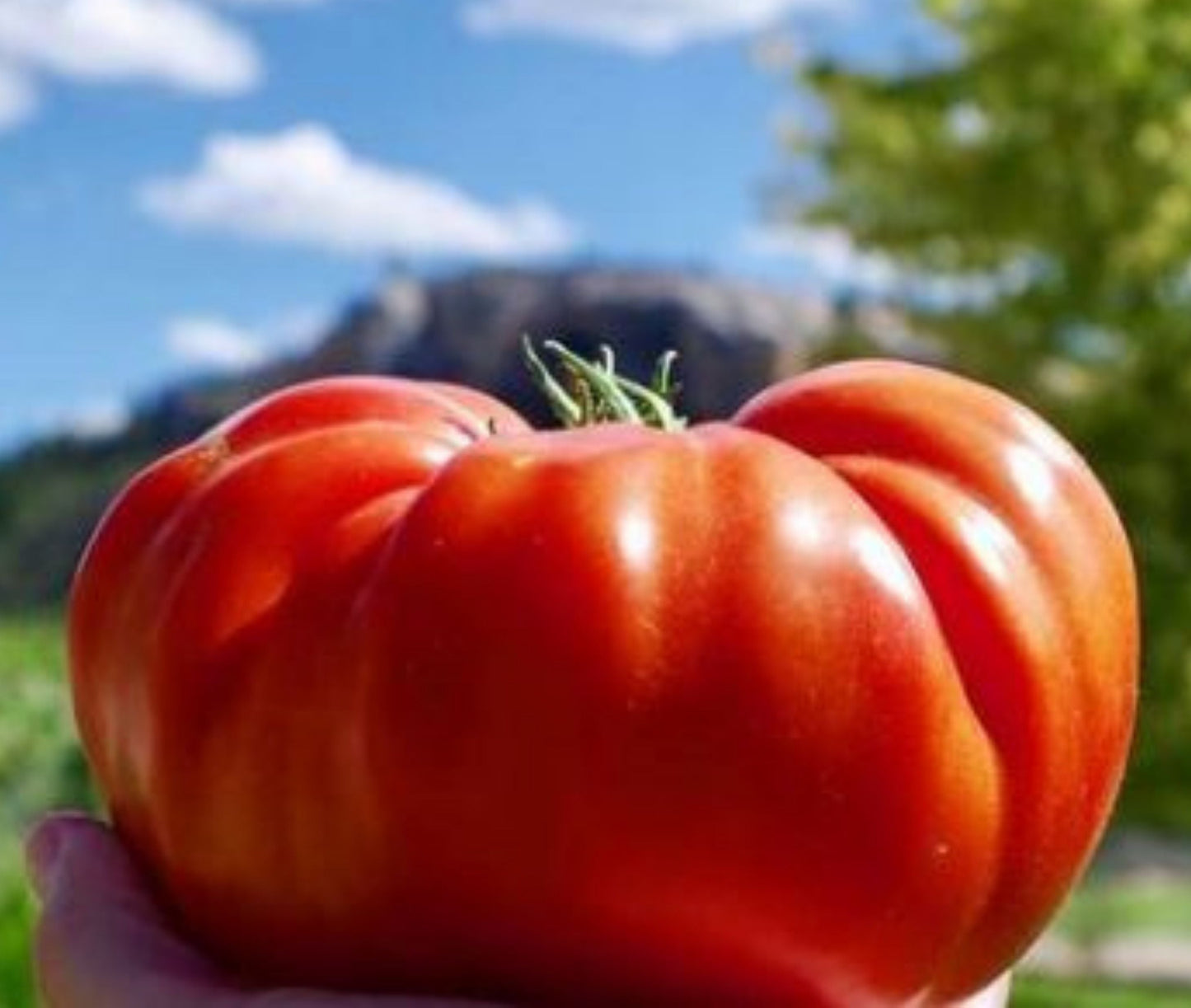 Fresh Cuostralee tomato from MIgardener, showcasing its plump, red appearance and smooth skin on the vine.