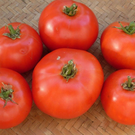 Red Fireworks Tomato from MIgardener with vibrant, shiny skin and a round, plump shape on a white background.