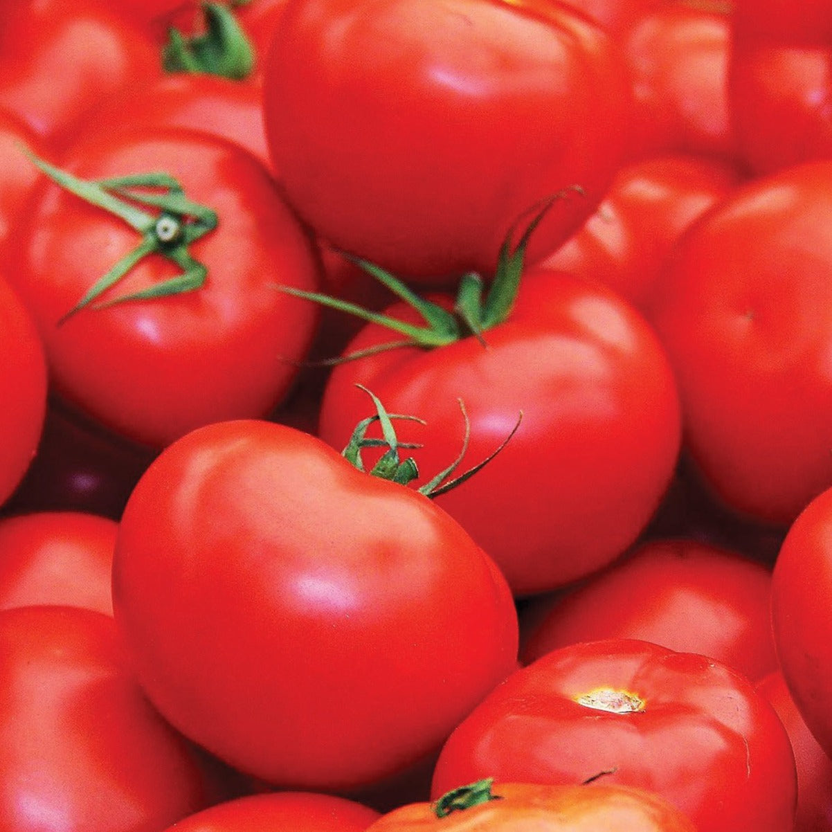 Fresh Floridade tomato from MIgardener, showcasing its vibrant red color and smooth skin on the plant.