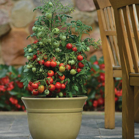 Healthy Geranium Kiss Tomato plant by MIgardener with vibrant green leaves and developing fruit.