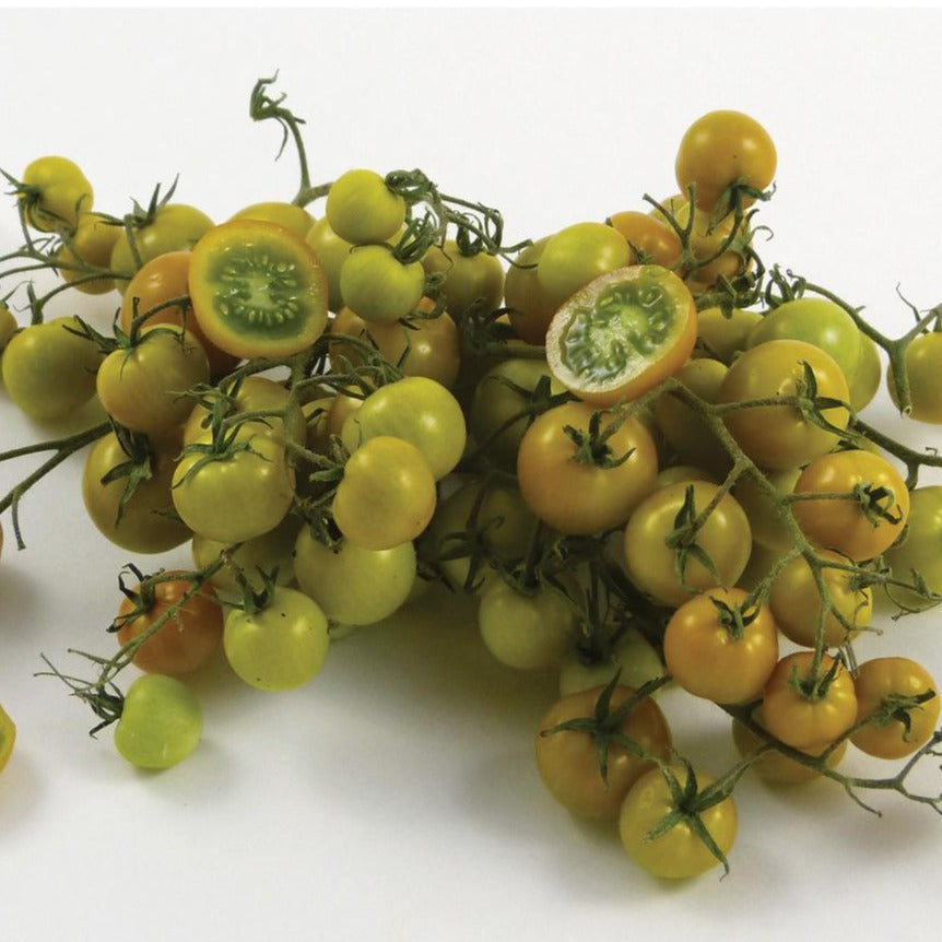 Ripening Gobstopper Tomato from MIgardener, showcasing its colorful, round heirloom tomato with vibrant red and green hues.