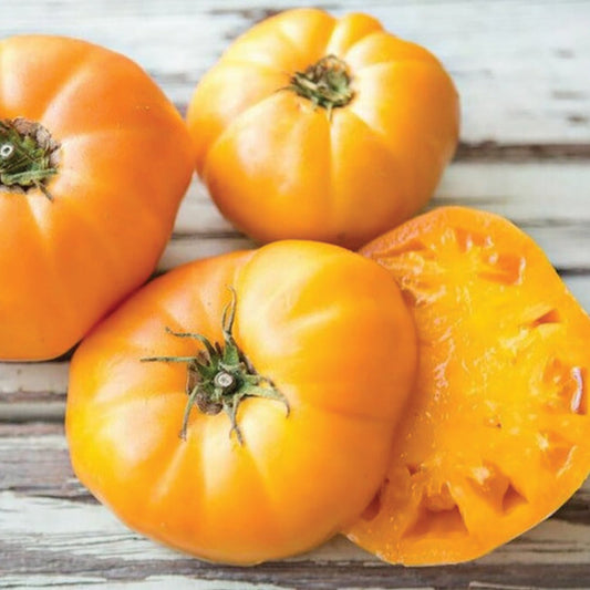Golden Goldie tomato from MIgardener, ripe and vibrant on the vine, showcasing its smooth, yellow-orange skin.