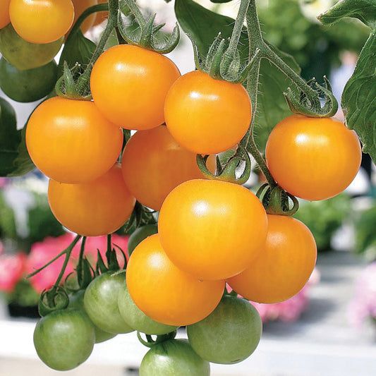 Inglehart Tomato from MIgardener showing ripe red tomatoes on the vine with lush green leaves.