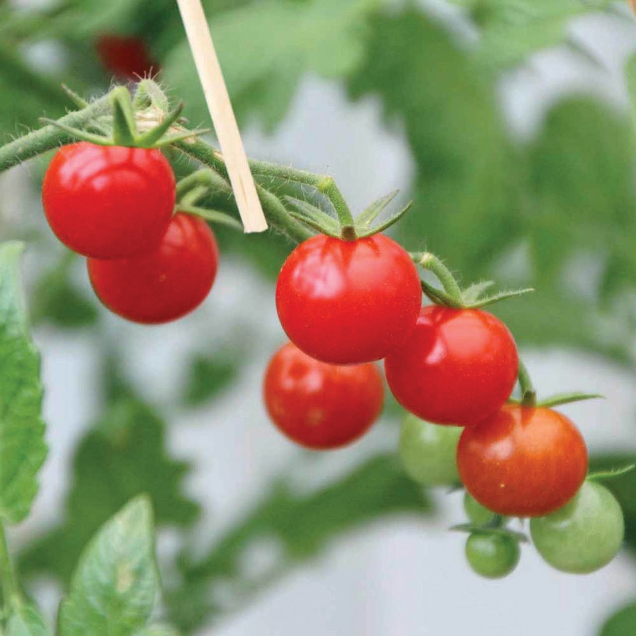Mexico Midget Tomato from MIgardener, small ripe red tomato with smooth skin and vibrant color, ideal for salads and snacking.