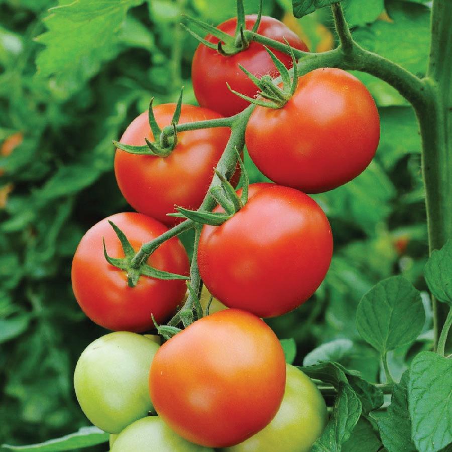 Healthy Moneymaker Tomato plant from MIgardener with ripe red tomatoes hanging on the vine.
