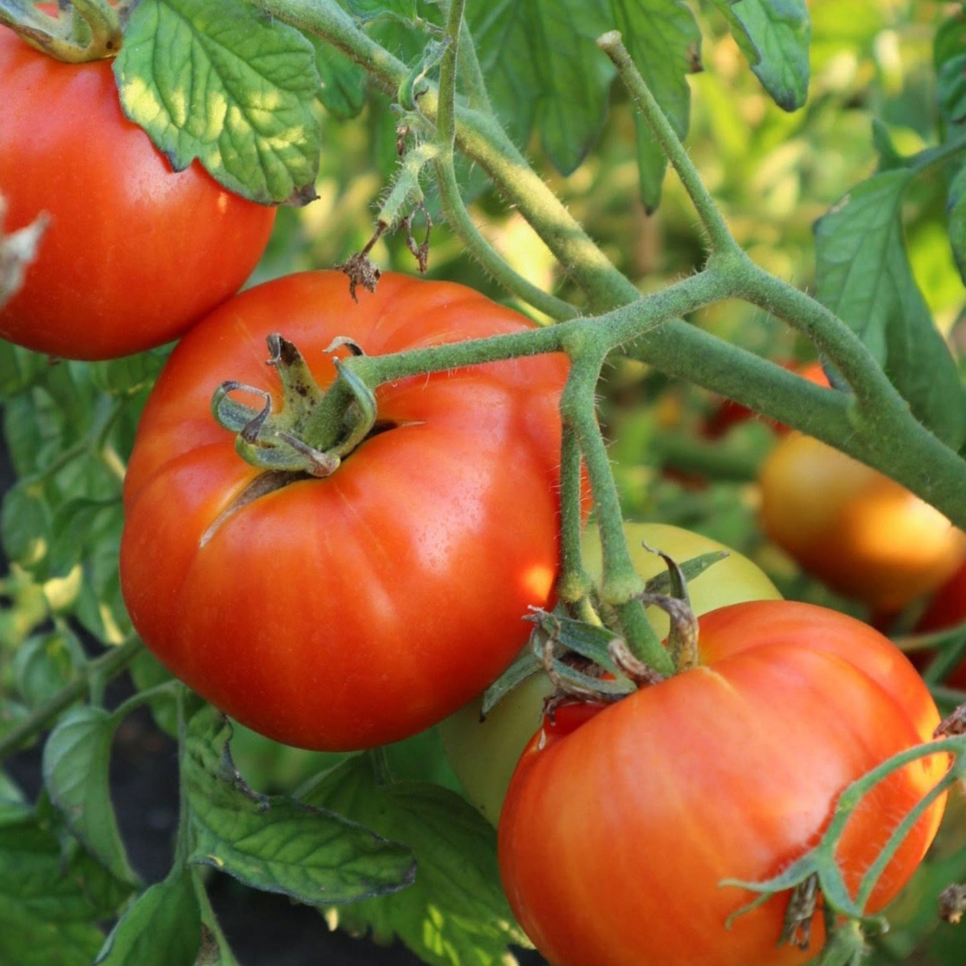 Ripening Mountain Princess Tomato from MIgardener showing vibrant red color and lush green foliage on the plant.