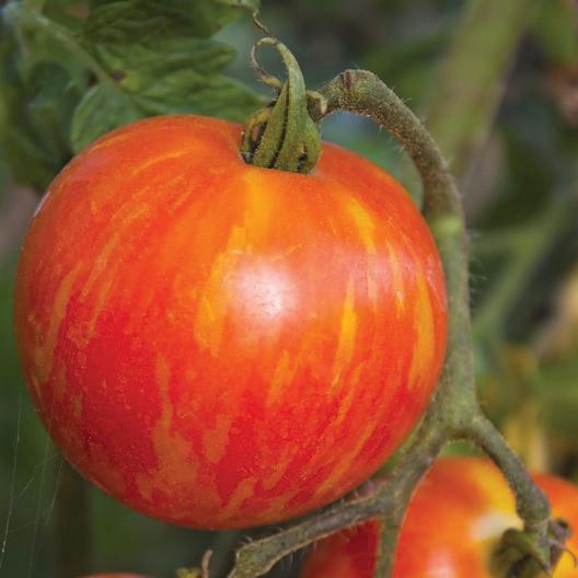 Mr. Stripey tomato from MIgardener, showcasing a round, ripe tomato with red and yellow stripes on the plant.
