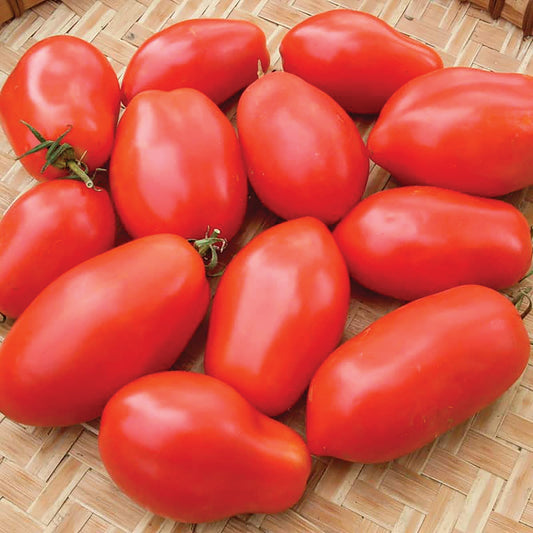 Red Napoli tomato from MIgardener showing smooth skin and round shape on a white background.
