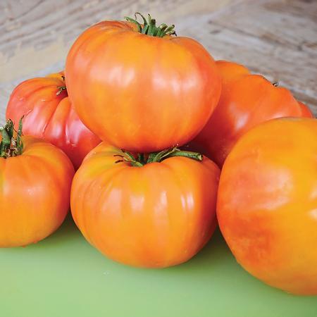 Old German Tomato from MIgardener, ripe red heirloom tomato with smooth skin and lush green leaves on the plant.