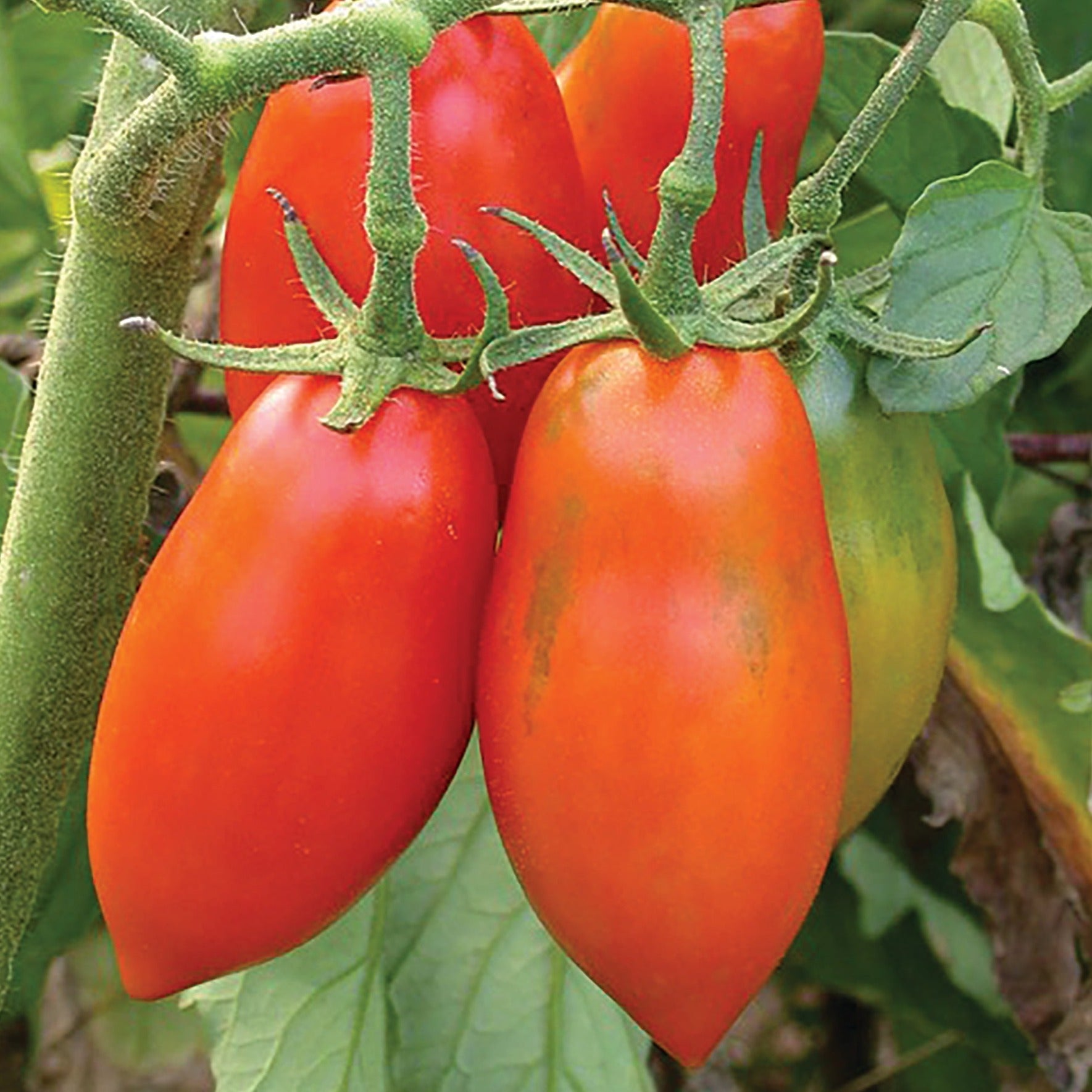Ripening Opalka tomato from MIgardener, showcasing its vibrant red color and elongated shape on the vine.