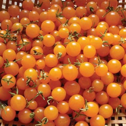 Orange Currant Tomato by MIgardener, small vibrant orange cherry tomato with glossy skin and ripe appearance.