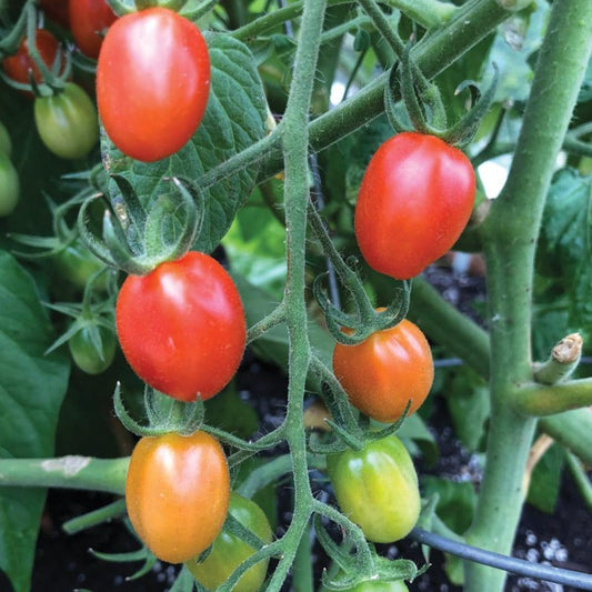 Orange Roussollini tomato from MIgardener, ripe and vibrant, showcasing its bright orange color and round shape in a garden setting.