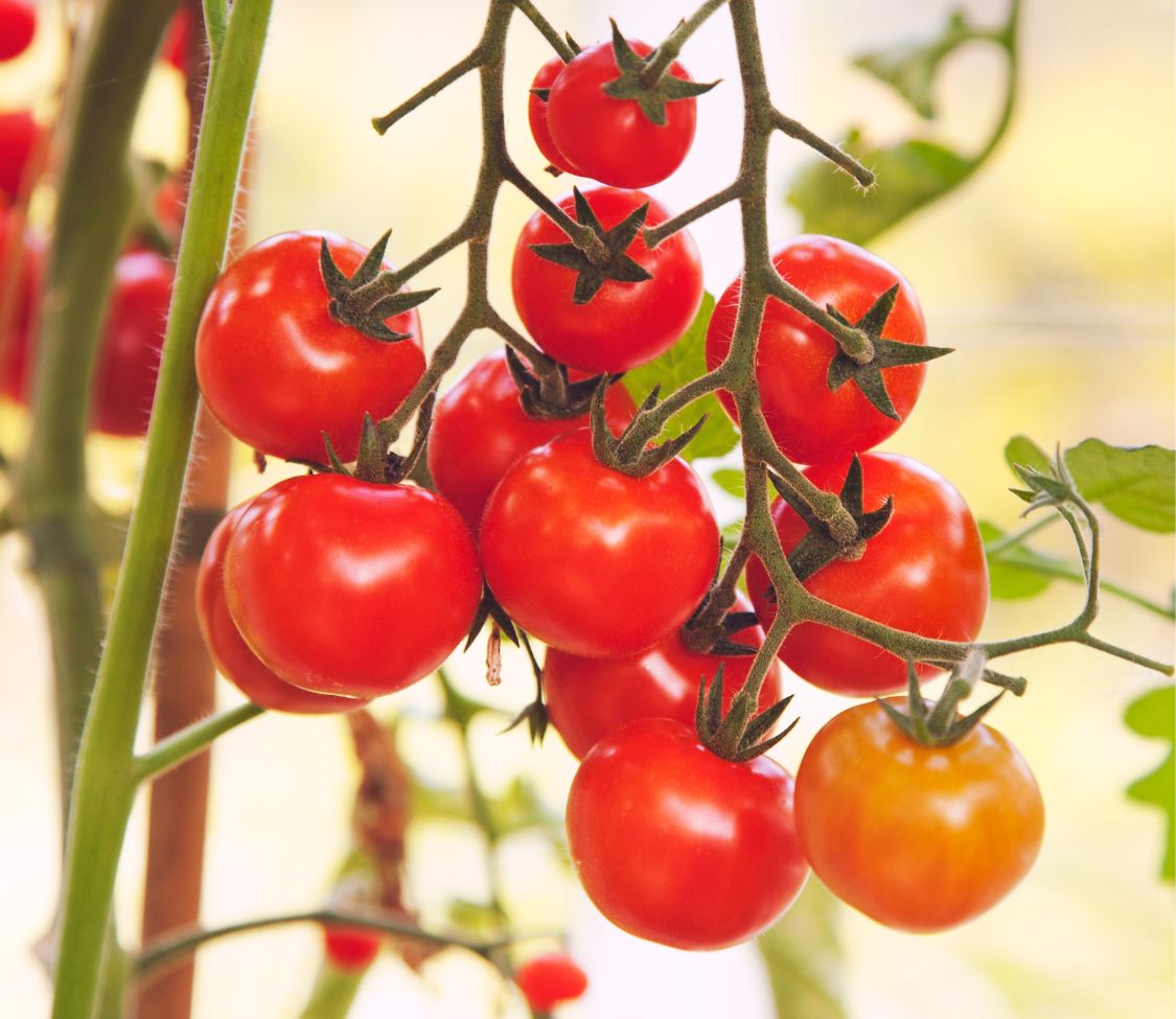 MIgardener Peace Vine Cherry Tomato plant with ripe red cherry tomatoes hanging on the vine outdoors.