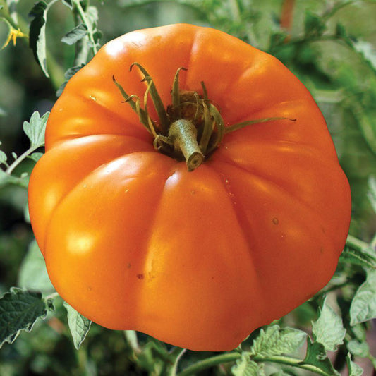 Persimmon tomato from MIgardener, showing vibrant orange and red ripe tomatoes on the vine with green leaves.