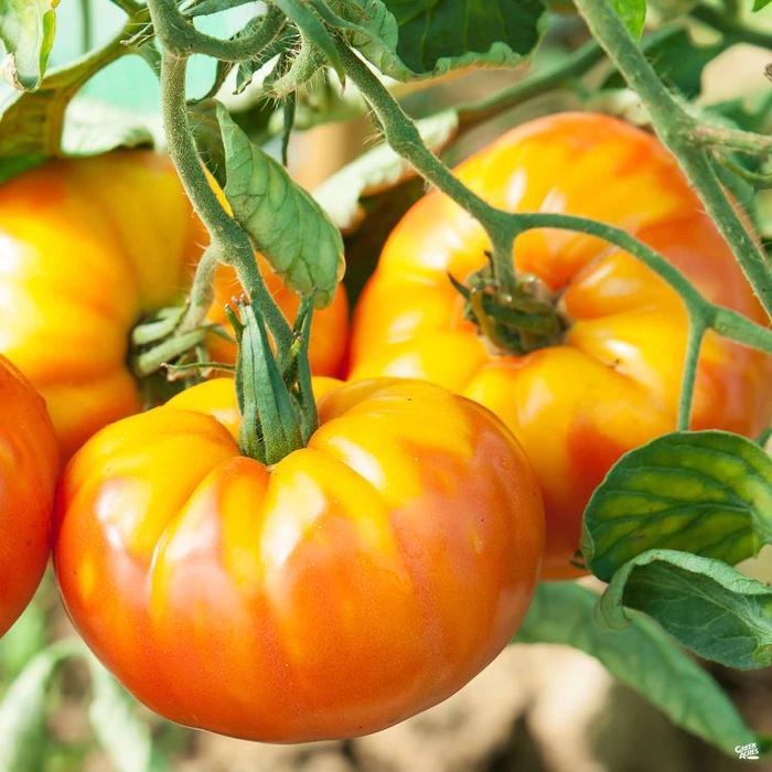 Bright ripe Pineapple Tomato from MIgardener, showcasing its distinctive yellow and orange striped skin and round shape.
