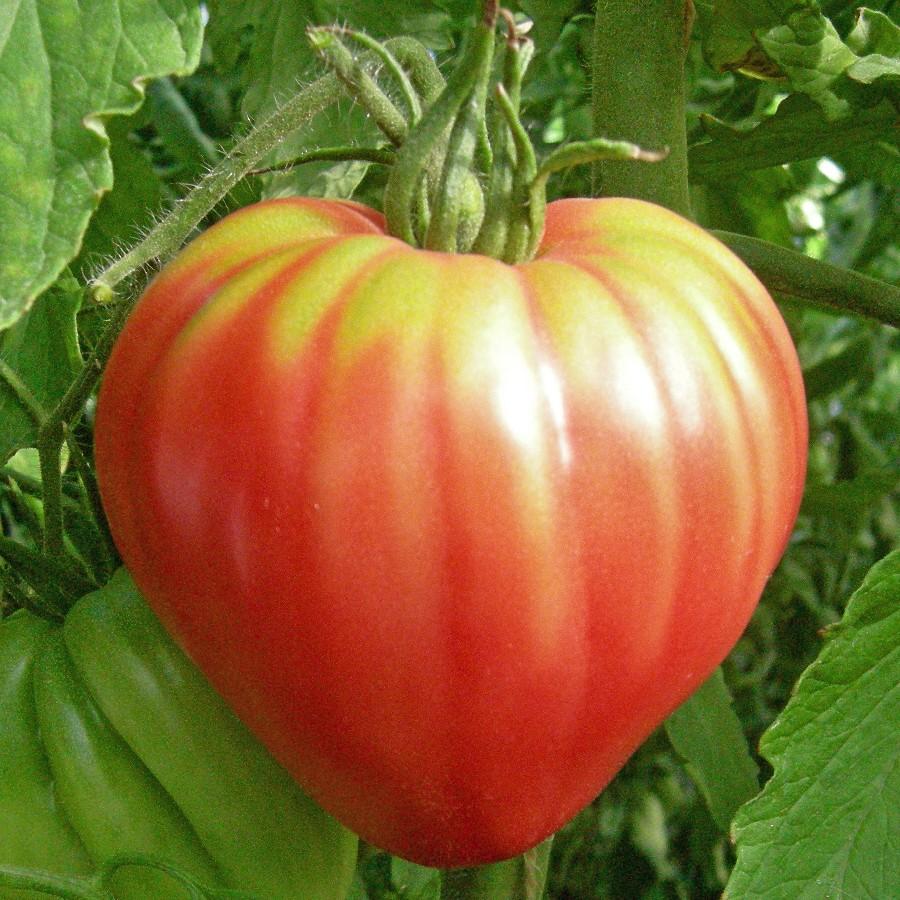 Pink Oxheart Tomato from MIgardener, ripe and heart-shaped with vibrant pink skin, displayed on a garden plant.