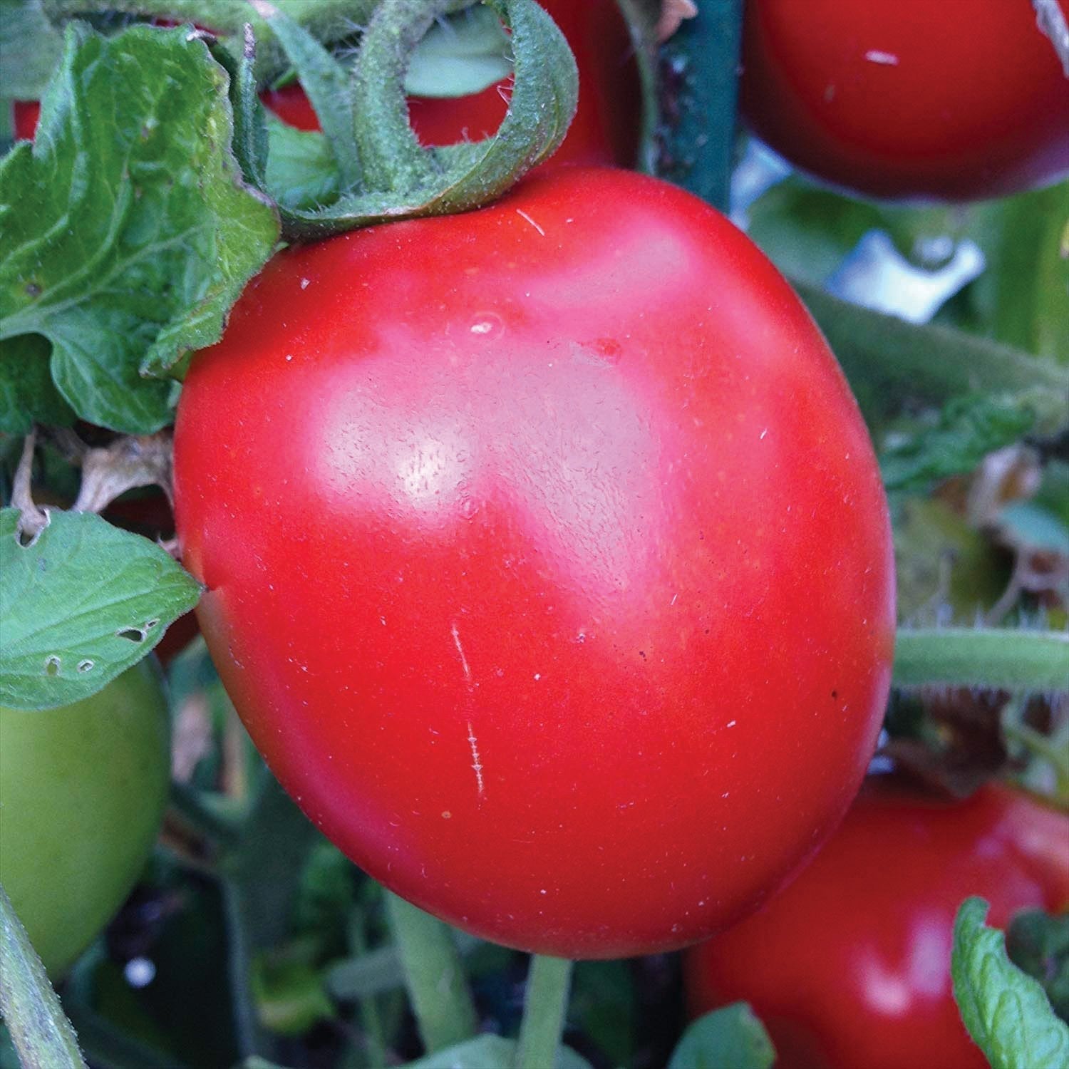 Healthy Rio Grande tomato from MIgardener, showing ripe red fruit with green stems on a plant.