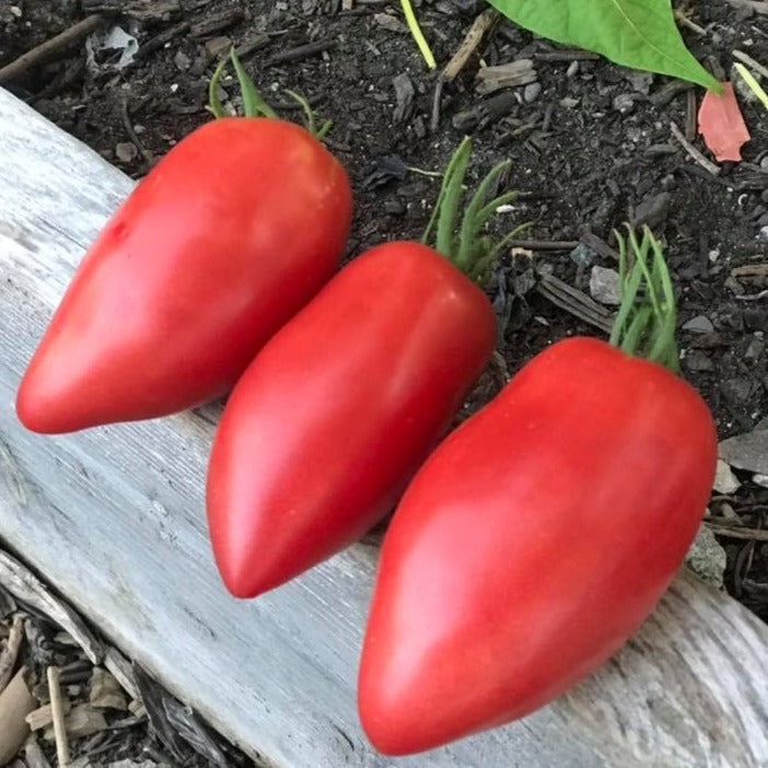 Ripening Sheboygan Tomato from MIgardener showing vibrant red color and lush green stems, perfect for home gardening.