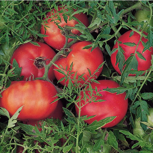 Silvery Fir Tree Tomato by MIgardener, ripe red tomato with distinctive silvery-green foliage, fresh and healthy appearance.