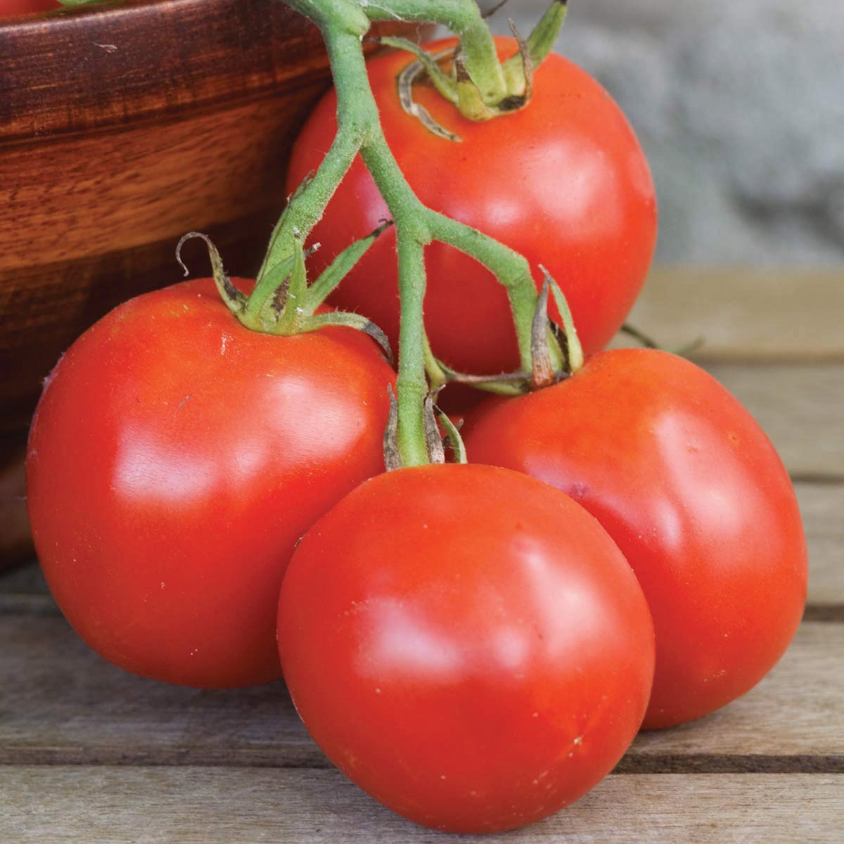 Ripening Stupice tomato from MIgardener, showcasing its small, round shape and vibrant red color on the vine.