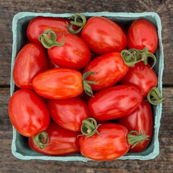 MIgardener Supernova Grape Tomato showing ripe, vibrant purple and red grape tomatoes on the vine.