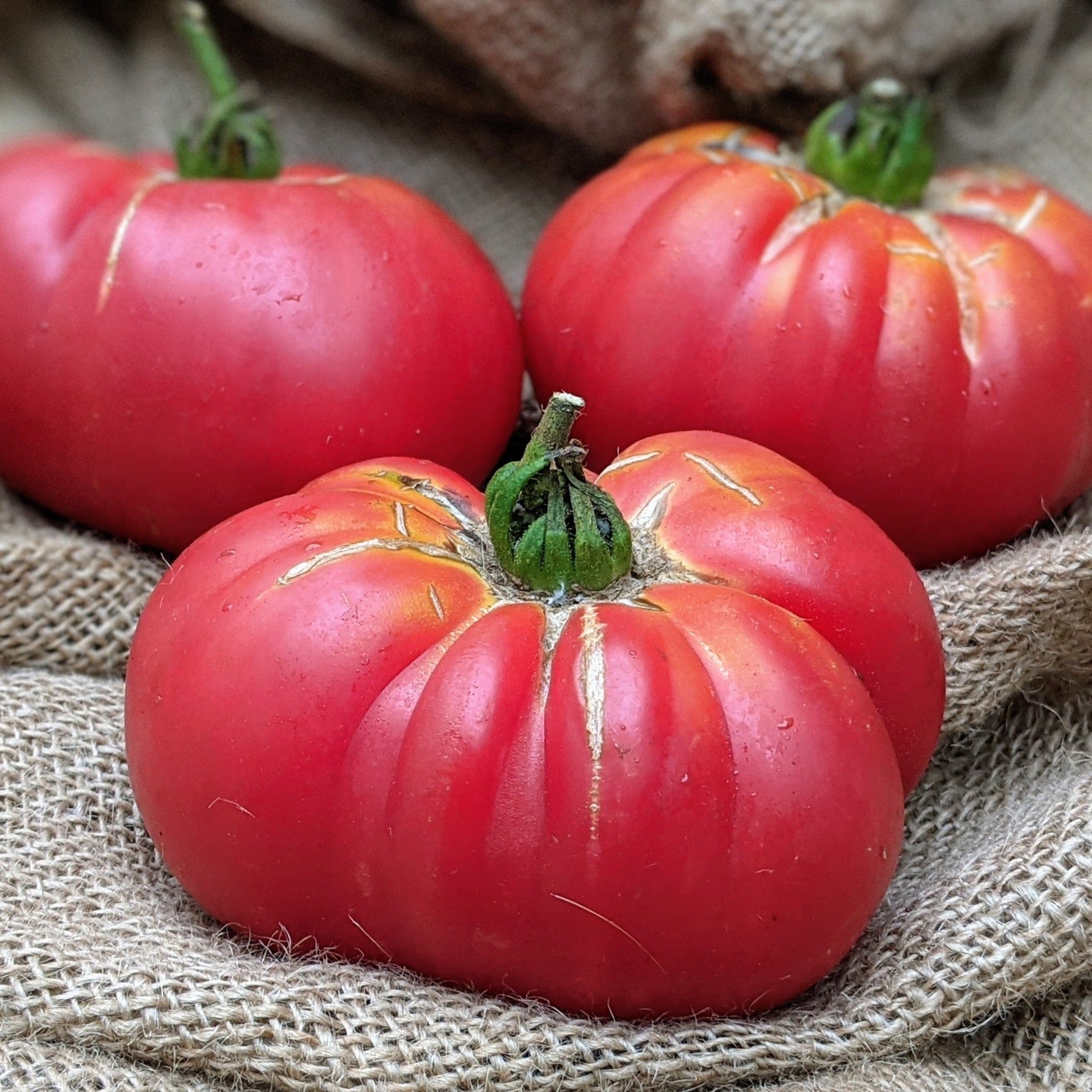 Fresh Tiffen Mennonite Tomato from MIgardener, showcasing bright red, ripe heirloom tomato on the vine.