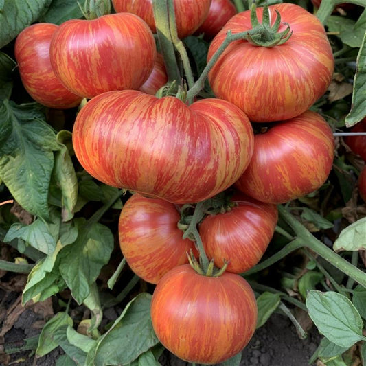 Vintage Wine Tomato from MIgardener, ripe red heirloom tomato with smooth skin, ideal for salads and fresh dishes.