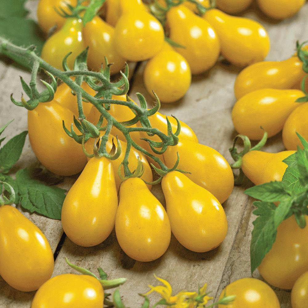 Yellow Pear Tomato from MIgardener, ripe and vibrant, showcasing its small, pear-shaped yellow fruit on the plant.