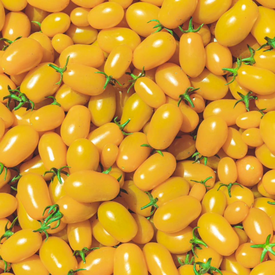 Yellow Plum Tomato from MIgardener, showing ripe, vibrant yellow tomatoes on the vine with green leaves.