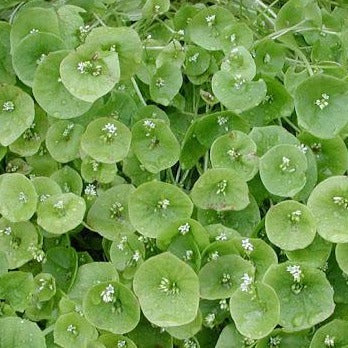 Claytonia Miner's Lettuce, a unique green vegetable from MIgardener, shown growing with fresh, vibrant leaves.