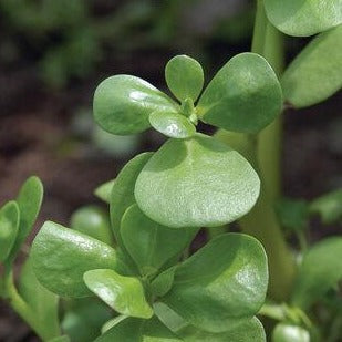 Fresh green purslane from MIgardener, showcasing its vibrant, leafy stems as a nutritious leafy green vegetable.
