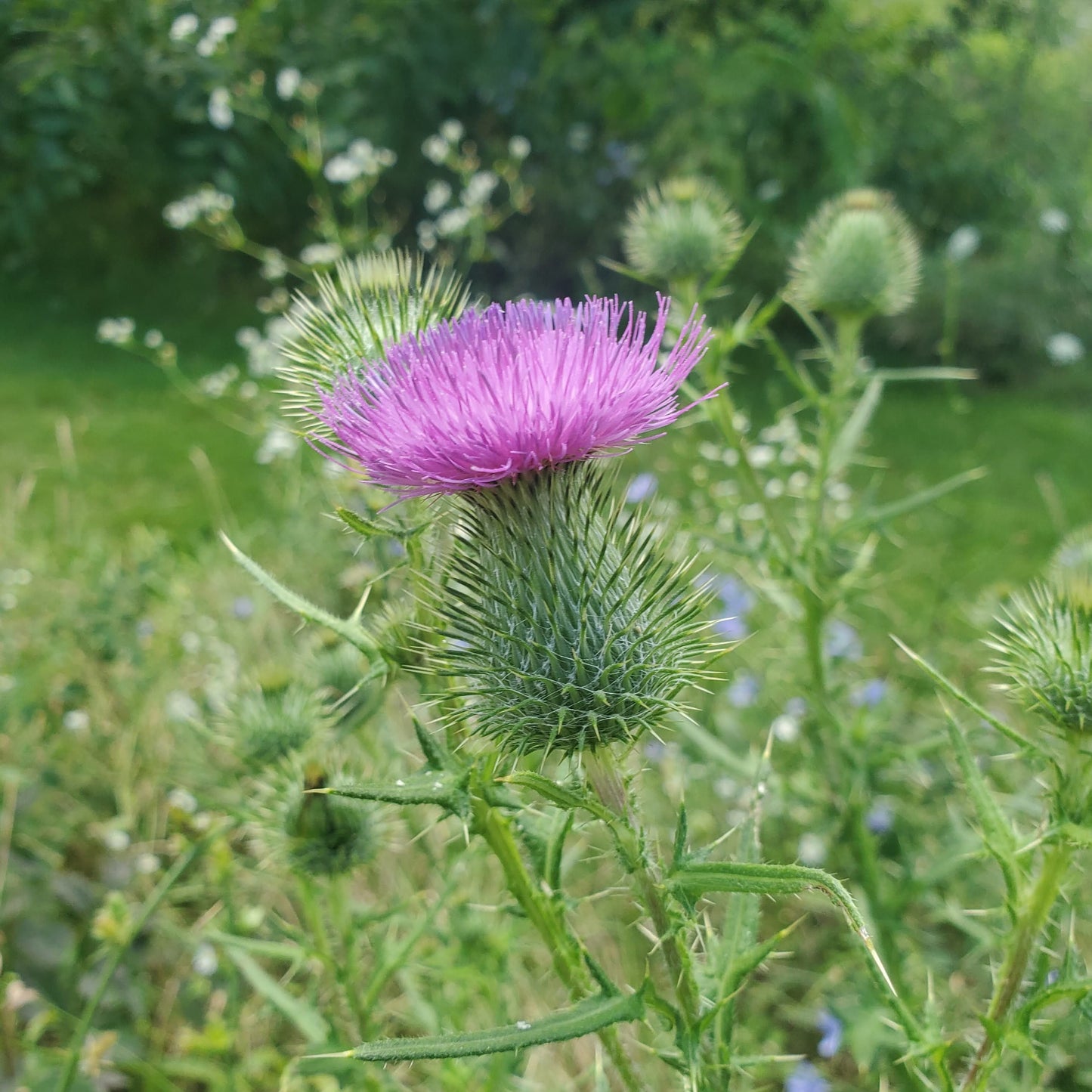 Milk Thistle plant from MIgardener's Unique Greens collection, featuring green leaves and healthy growth.