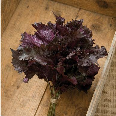 Fresh red shiso leaf from MIgardener's unique greens collection, vibrant red color with serrated edges, close-up view.
