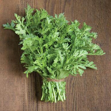Fresh Shungiku edible chrysanthemum leaves from MIgardener, showcasing vibrant green, leafy greens, ideal for culinary use.