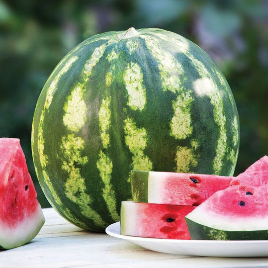 Fresh Crimson Sweet Watermelon from MIgardener, showcasing bright red flesh and green striped rind.