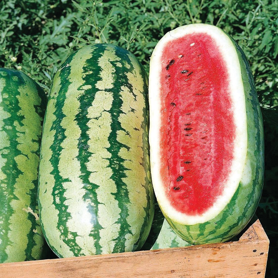 Fresh Jubilee Watermelon from MIgardener showing vibrant green rind and juicy red flesh with black seeds.