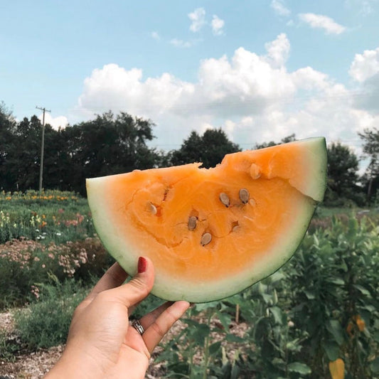 Orangeglo Watermelon from MIgardener showing ripe orange flesh and green striped rind on a fresh watermelon.