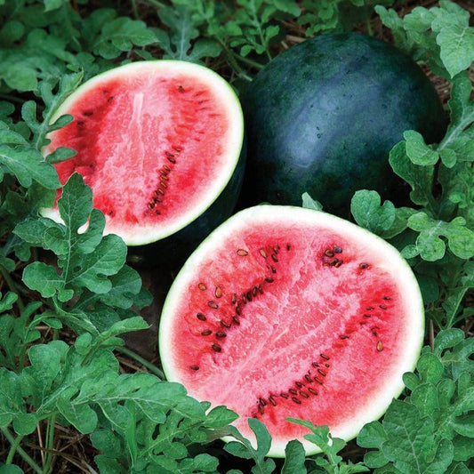 Sweet Sugar Baby Watermelon from MIgardener, featuring round shape and vibrant green rind with striped pattern.
