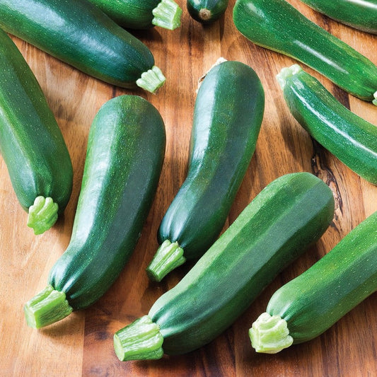 Fresh Black Beauty zucchini from MIgardener, showcasing glossy dark green skin and plump, healthy shape on a garden plant.