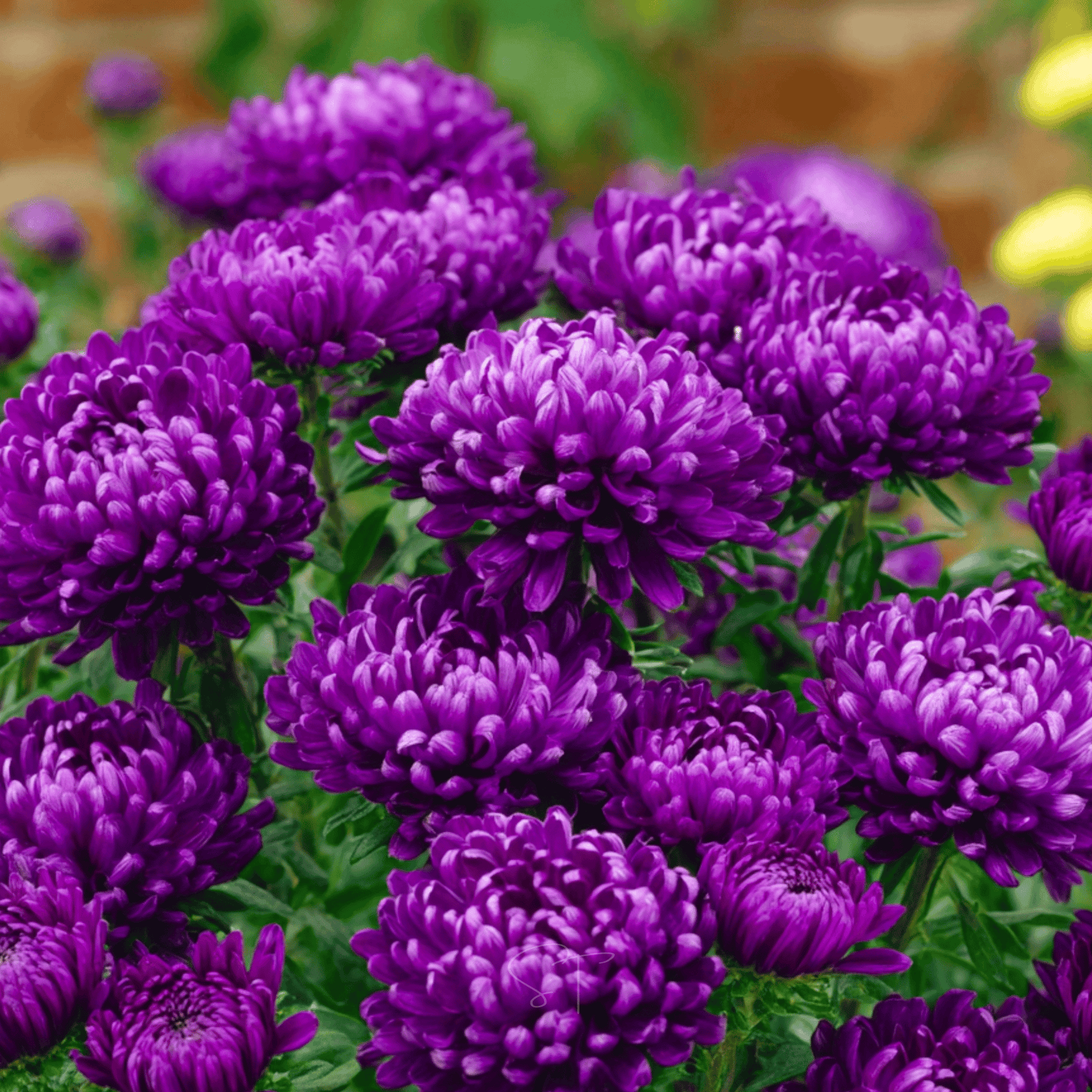 Packet of Southern Seeds Milady Blue Aster seeds showing a colorful flower cluster, ideal for planting and garden decoration.