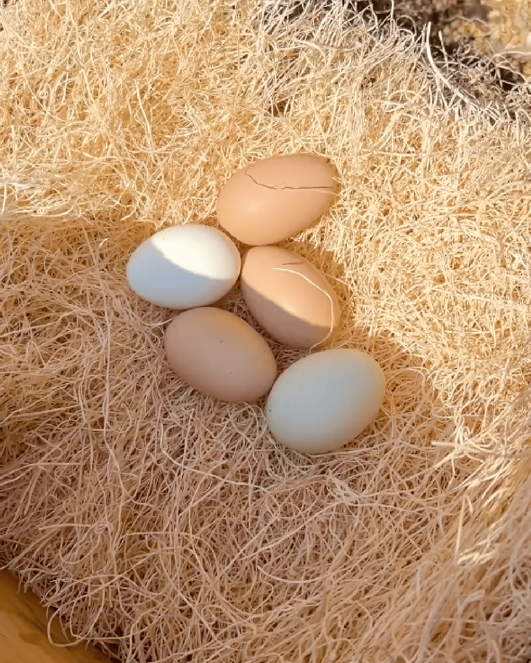Mile Four chicken nesting pads, soft and absorbent bedding for poultry nesting boxes, designed for comfortable chicken nesting.