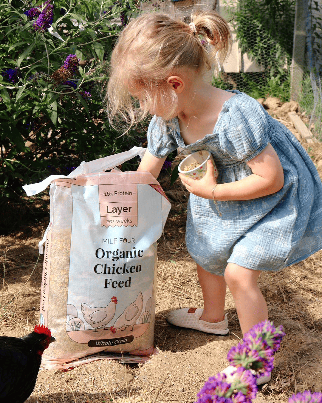 Organic layer chicken feed pellets from Mile Four, 2 lbs bag, suitable for healthy hens and poultry nutrition.