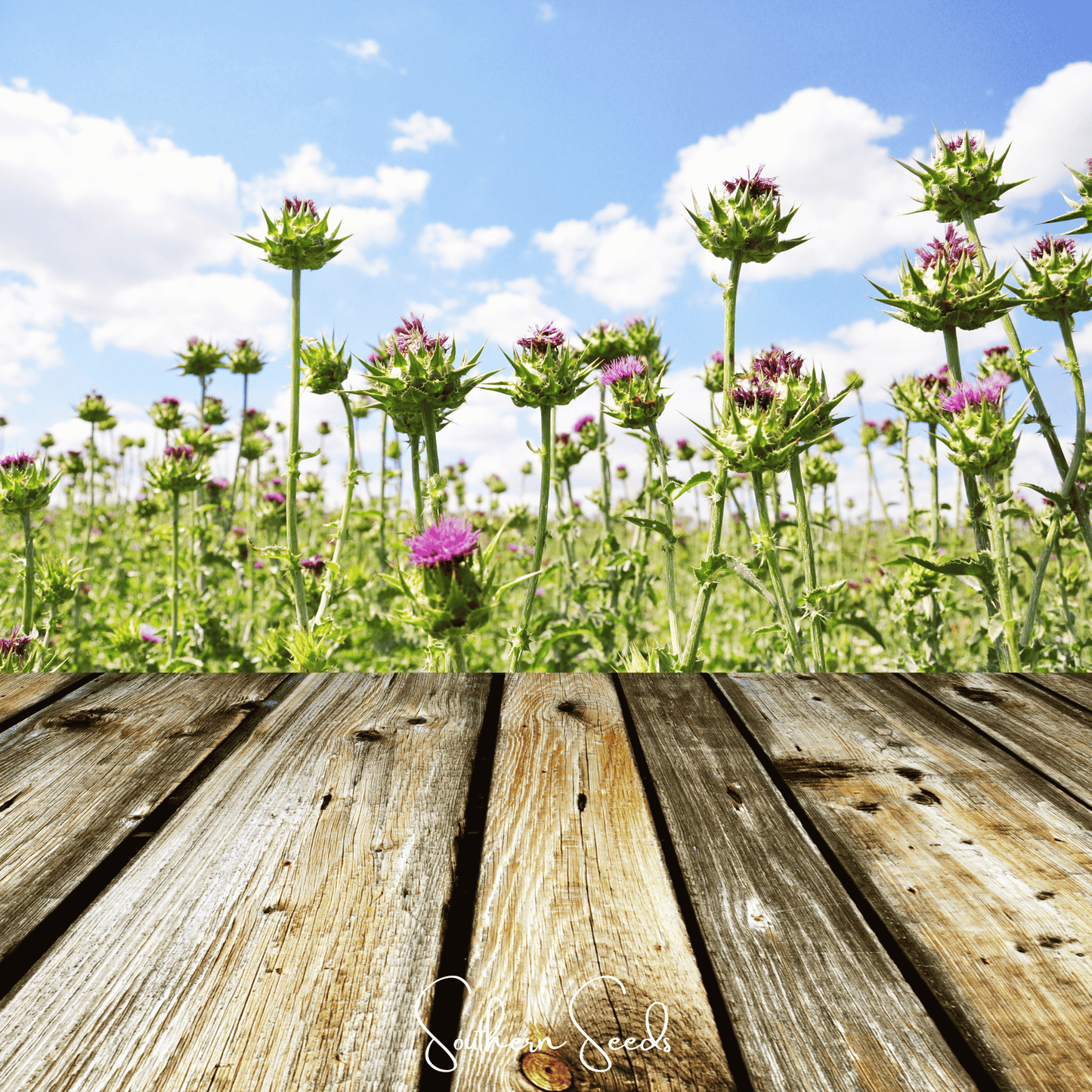 Milk Thistle seeds by Southern Seeds, showing a close-up of healthy silybum marianum seed clusters for planting.