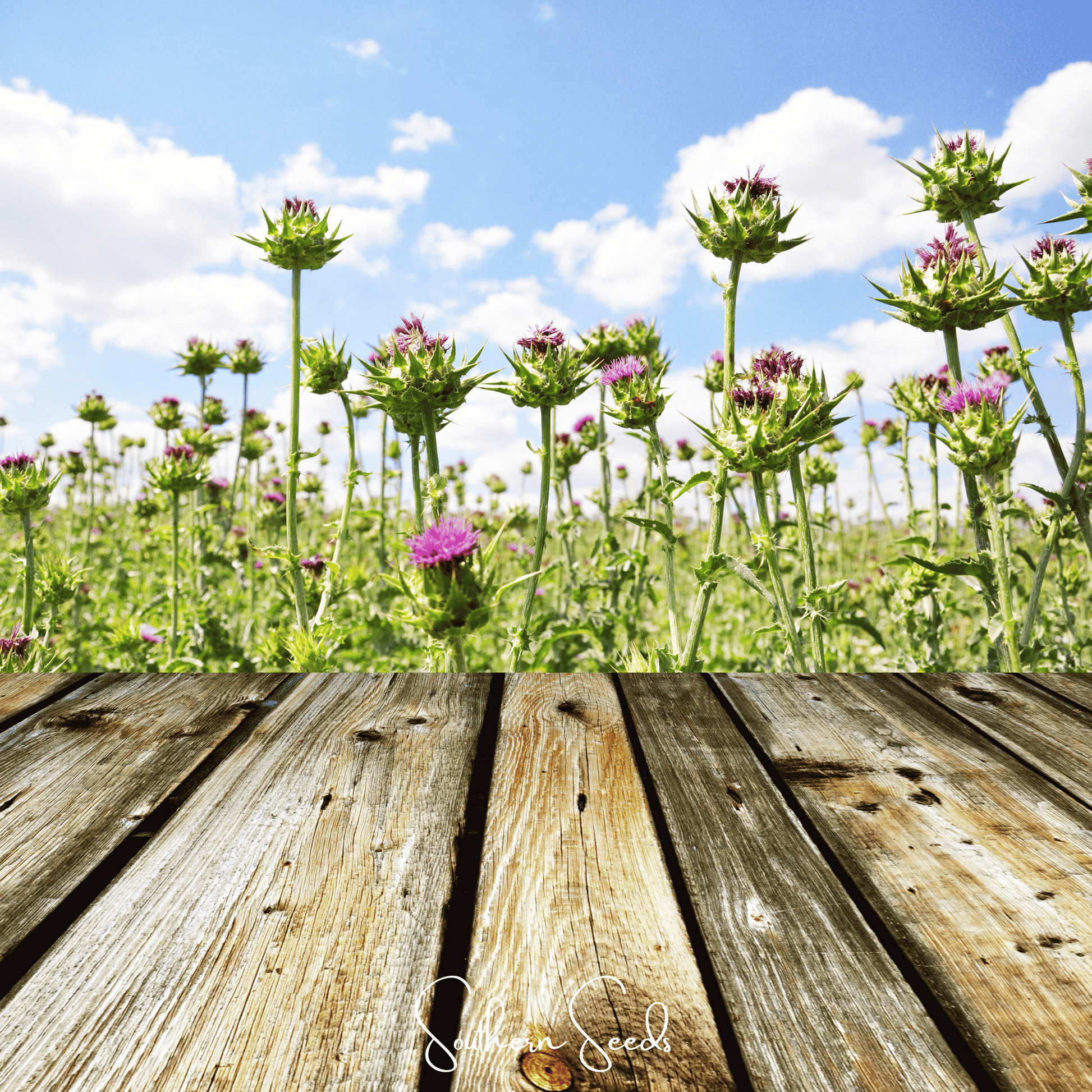 Milk Thistle seeds by Southern Seeds, showing a close-up of healthy silybum marianum seed clusters for planting.