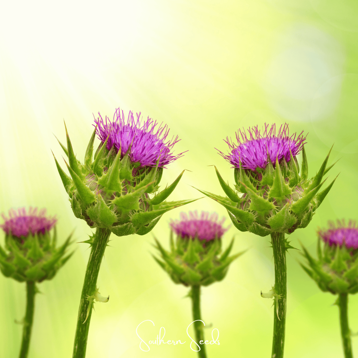 Milk Thistle seeds from Southern Seeds, showing fresh silybum marianum seeds used for planting or herbal remedies.