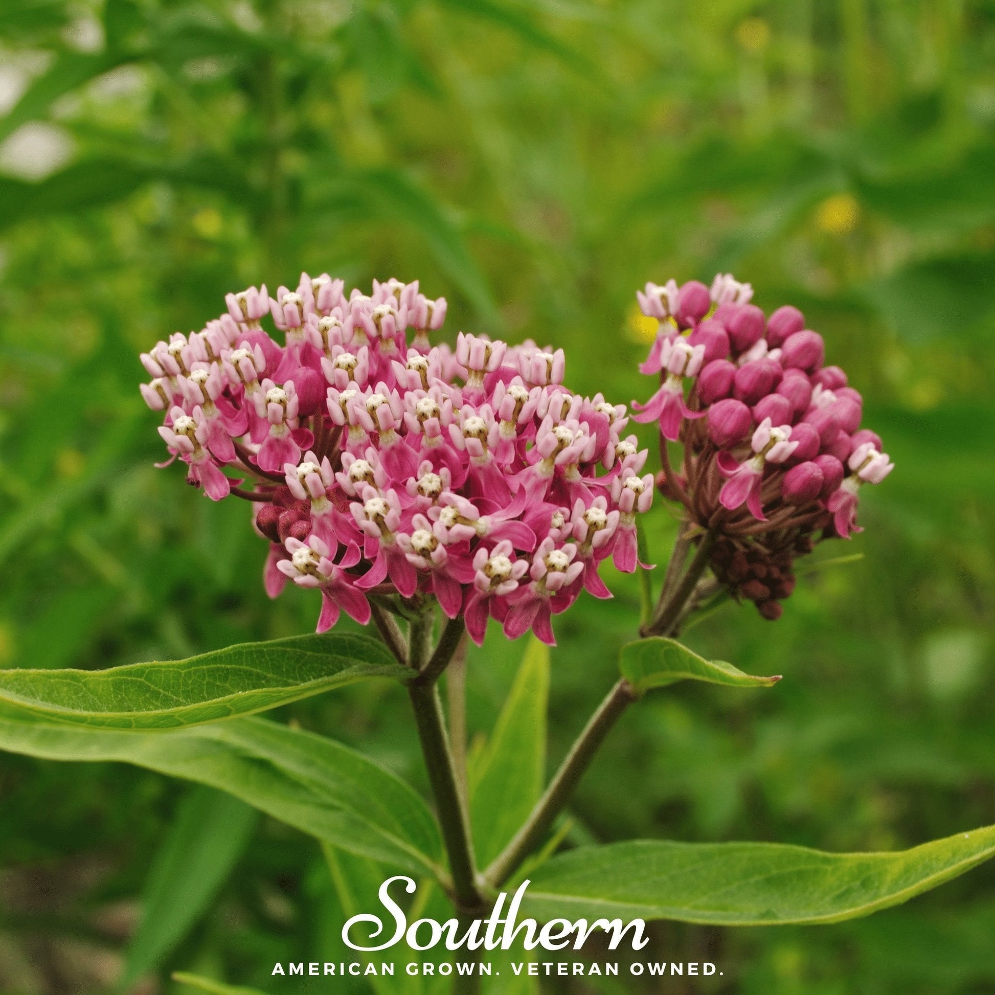 Swamp Milkweed plant from Southern Seeds with 50 seeds, showcasing green seed pods and developing leaves, ideal for pollinator gardens.