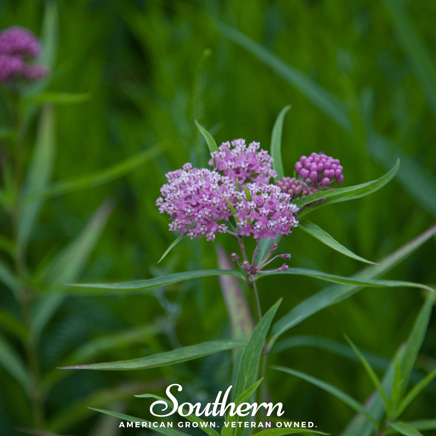 Swamp Milkweed seeds by Southern Seeds, 50 native Asclepias incarnata seeds for planting and attracting butterflies.