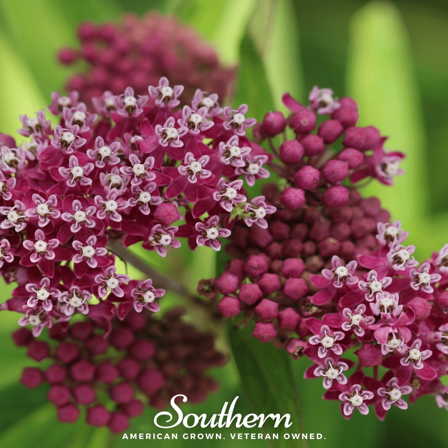 Swamp Milkweed plant with green leaves and flowers, 50 seeds from Southern Seeds for planting wildflower gardens and butterfly habitats.
